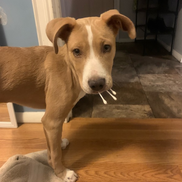 Meet your Posher, Abby - Picture 3 of 4